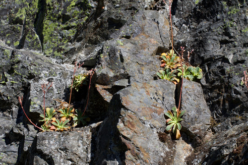 Lewisia cotyledon, photograph 1