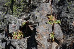 Lewisia cotyledon, photograph (c) Arvel Hernandez, some rights reserved (CC BY)