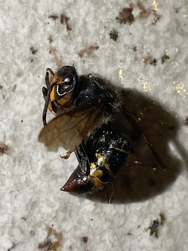 Yellow-legged Hornet