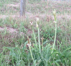 Crinum bulbispermum