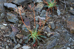 Lewisia cotyledon, photograph (c) Arvel Hernandez, some rights reserved (CC BY)
