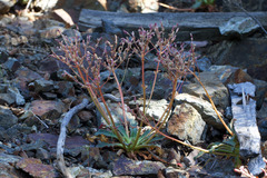 Lewisia cotyledon