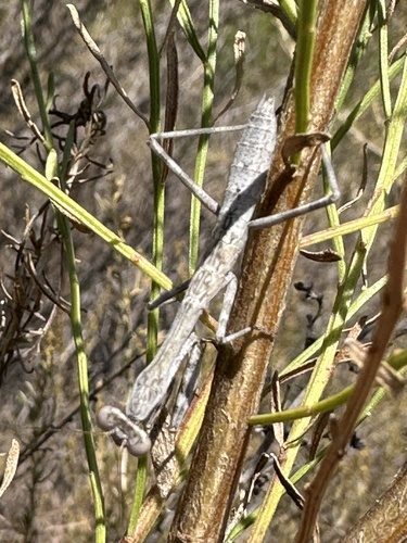California Mantis