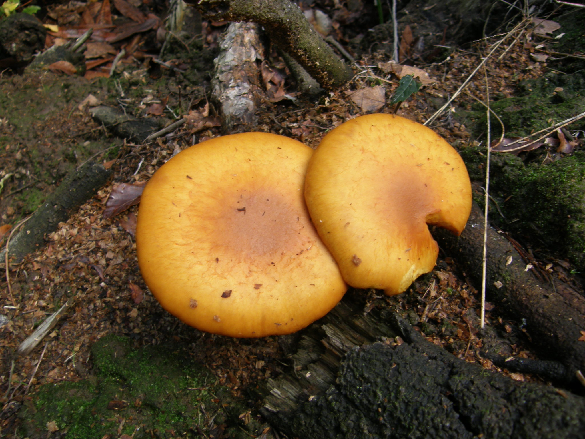 Gymnopilus junonius image