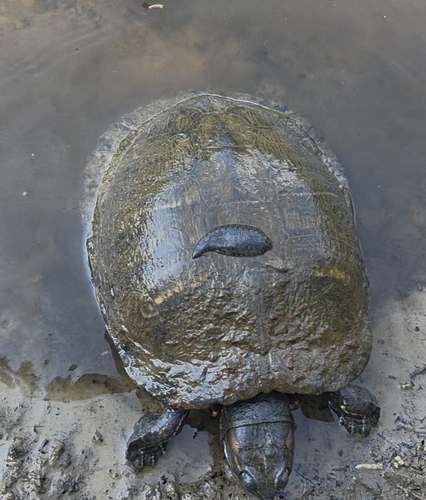 Smooth Turtle Leech