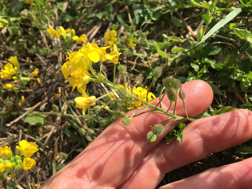 Paysonia lescurii (A.Gray) O'Kane & Al-Shehbaz