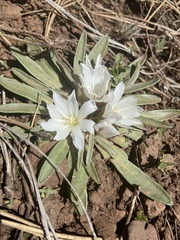 Lewisia brachycalyx