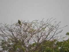 Amazona xantholora