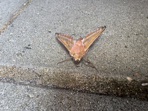 Elephant Hawkmoth
