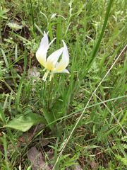Erythronium multiscapideum