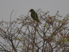 Amazona xantholora
