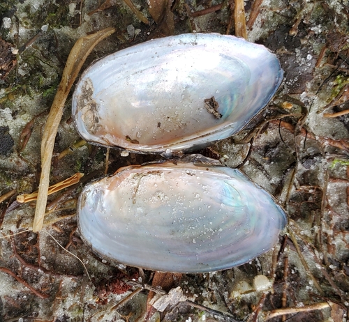 iridescent lilliput