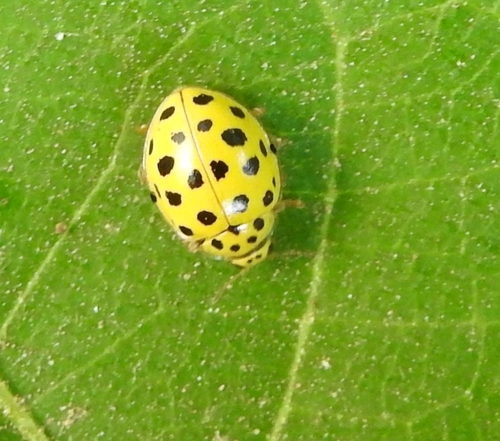 22-spot Ladybird