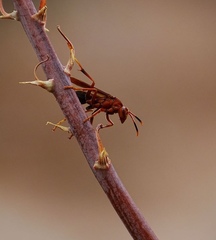 Polistes canadensis