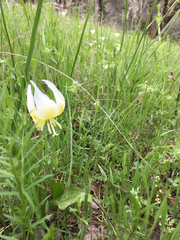 Erythronium multiscapideum