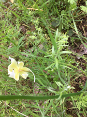 Erythronium multiscapideum