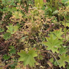 Alchemilla micans