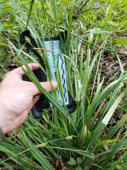 Carex flaccosperma