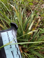 Carex flaccosperma