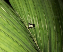 Micrathena plana