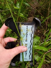 Cyperus thyrsiflorus