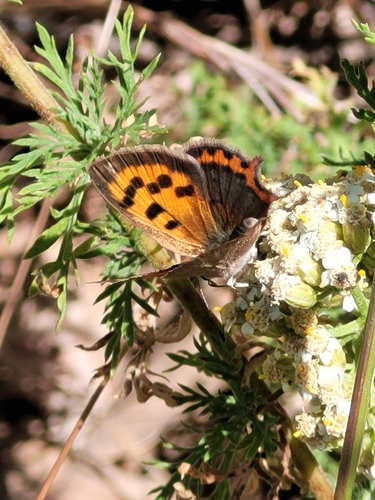 Small Copper
