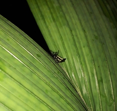 Micrathena plana