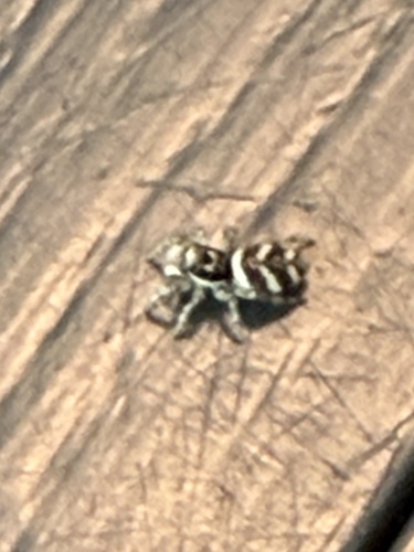 Zebra Jumping Spider