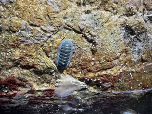 Tripoplax regularis observed 2026-06-29