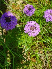 Glandularia aristigera