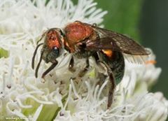 Halictinae