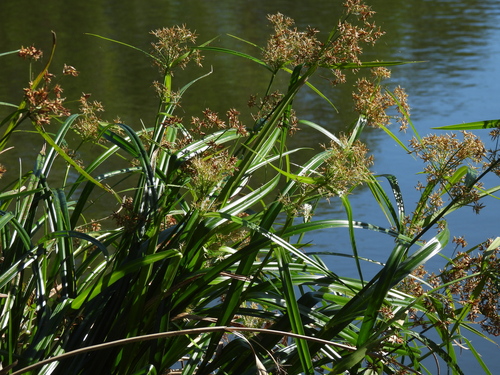 Rhynchospora corymbosa, photograph 4