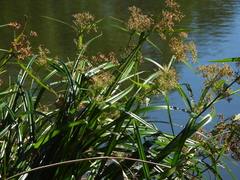 Rhynchospora corymbosa, photograph (c) Mark Clarke, some rights reserved (CC BY)
