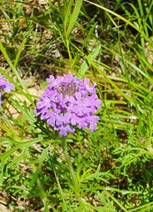 Glandularia aristigera