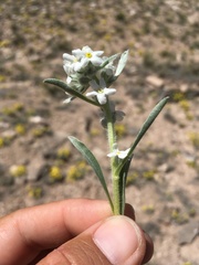 Oreocarya suffruticosa