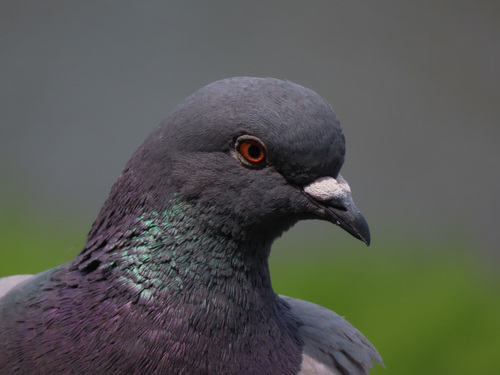 Feral Pigeon
