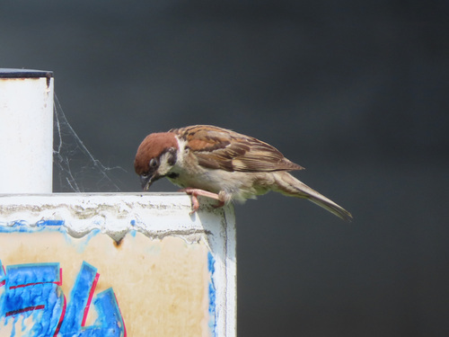 Eurasian Tree Sparrow