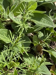 Coreopsis verticillata