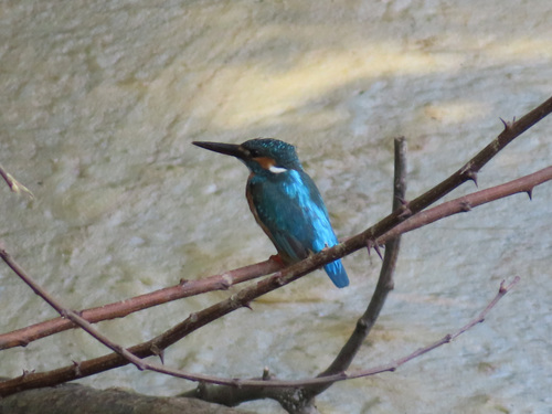 Common Kingfisher