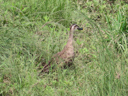 Eastern Spot-billed Duck