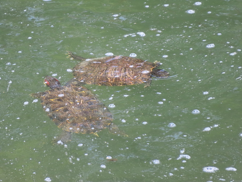 Pond Slider