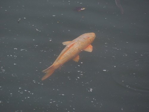 Amur Carp