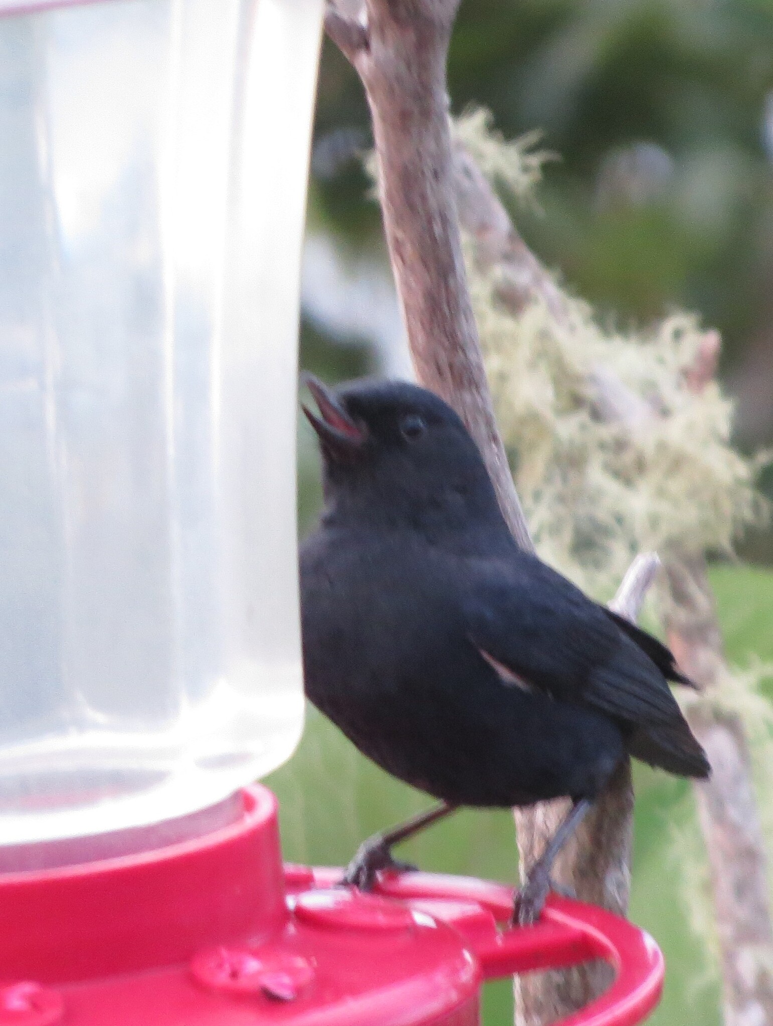 White-sided Flowerpiercer (Diglossa albilatera), photo 4