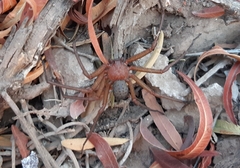 Sicarius thomisoides