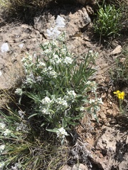 Oreocarya suffruticosa