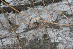 Aurantioporthe corni