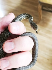 Coluber constrictor flaviventris