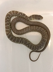 Coluber constrictor flaviventris