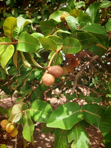 Neocarya macrophylla