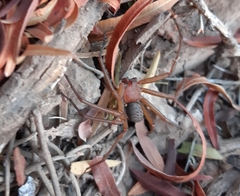 Sicarius thomisoides